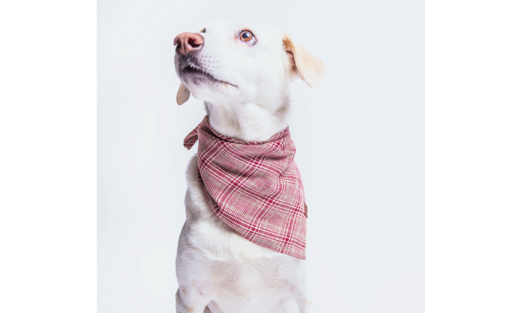 Dog Bandana Check L ドイツ製 大型犬用バンダナ モッピーアンドナナは大切なパートナーに良質なフード グッズ サービスを提供する