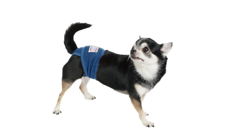 Manner Pants(マナーパンツ) │ モッピーアンドナナは大切なパートナー